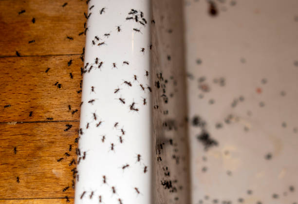 Best Termite Control Services  in Chesterland, OH